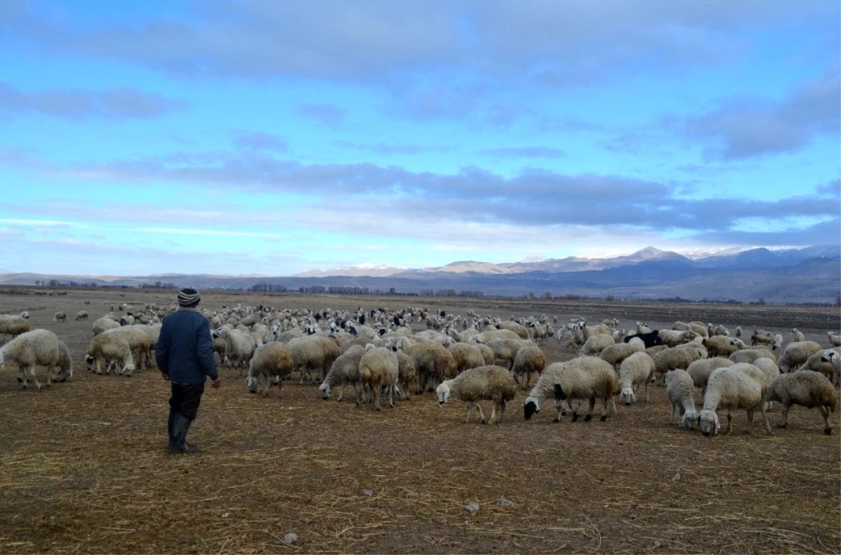 Çobanlar hem kış şartları hem de arazi şartları ile mücadele ediyor