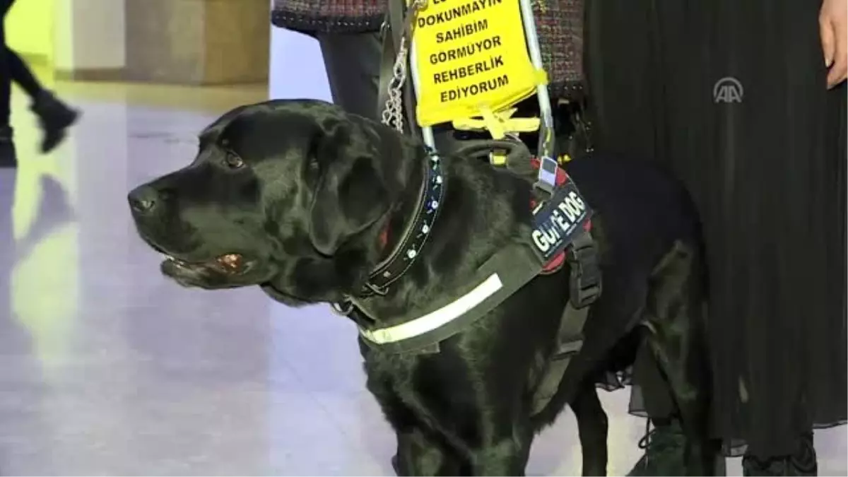 Rehber köpeğiyle CSO\'nun konserini izledi