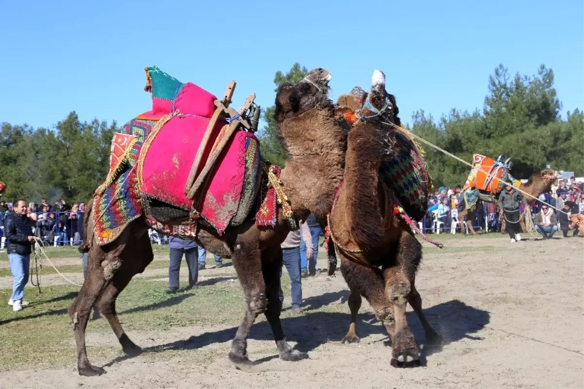 Kaş\'ta deve güreşi festivali