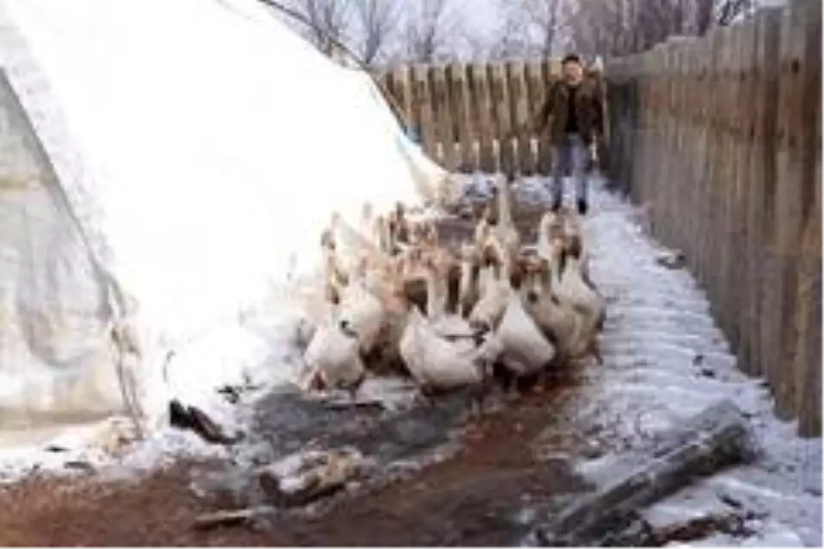 Marketini kapattı, kaz çiftliği kurdu