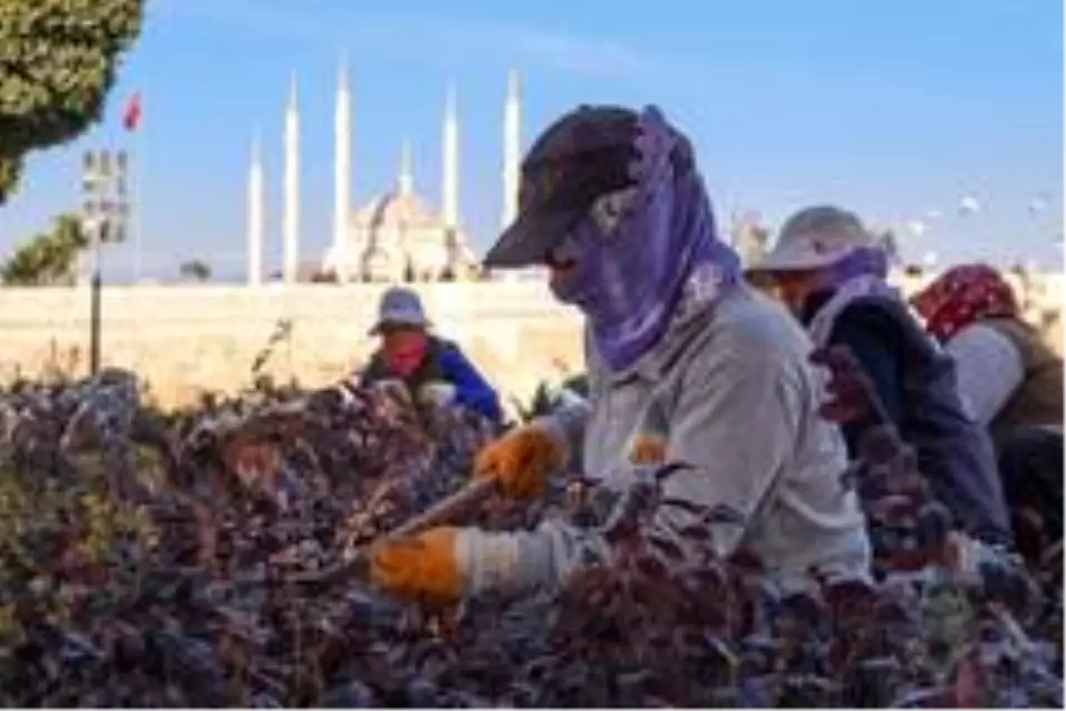 Parklarda bakım ve çiçeklendirme çalışması