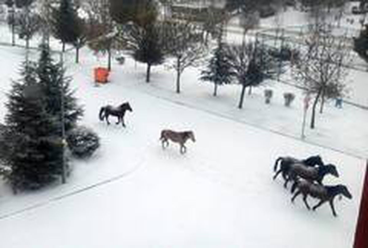 Sahipsiz atlar çöplüklerde