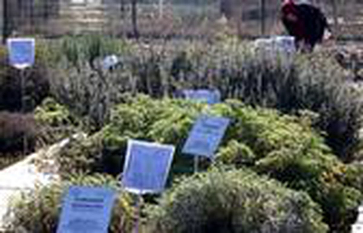 Şanlıurfa\'da tıbbi ve aromatik bitki atağı