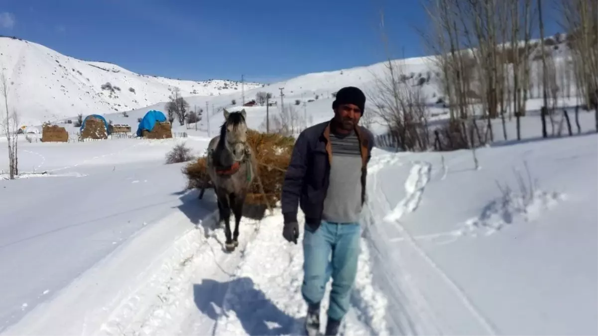 Çetin kış şartları, hayvancılıkla uğraşanları zorlamaya başladı