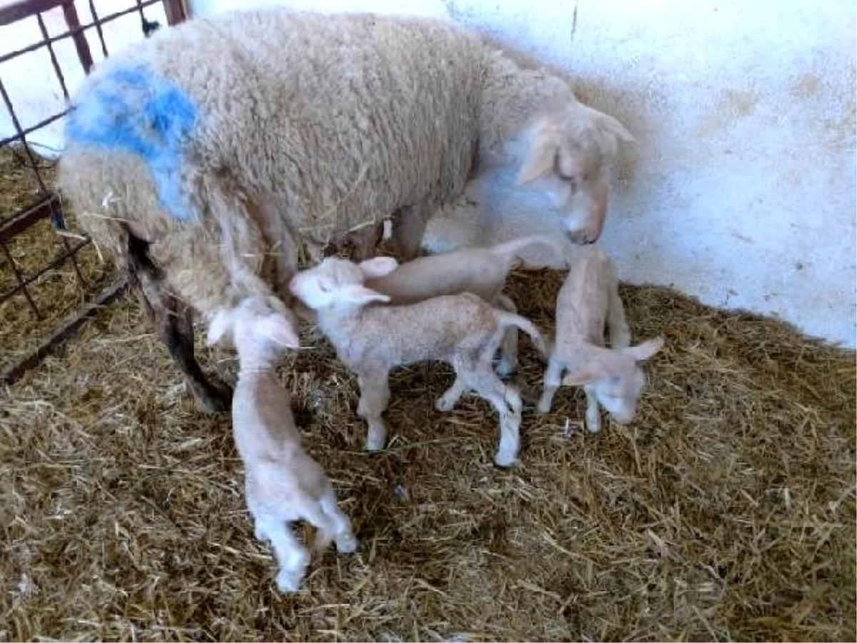ÇOMÜ\'de Tahirova süt koyunu, bir batında 4 yavru doğurdu