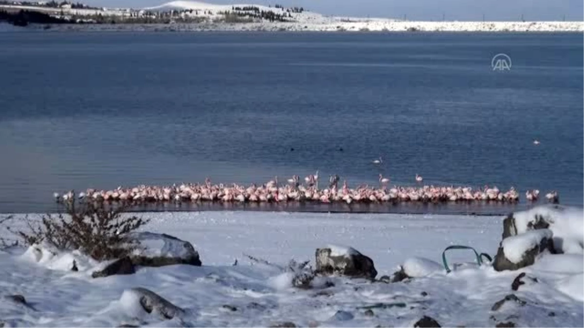 İvriz Baraj Gölü\'nde 12 flamingo öldü - KONYA