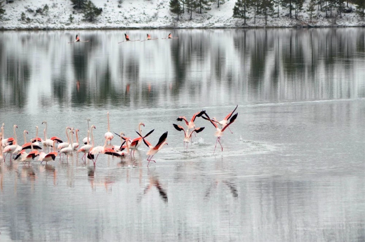 Konya\'da 13 flamingo soğuktan öldü