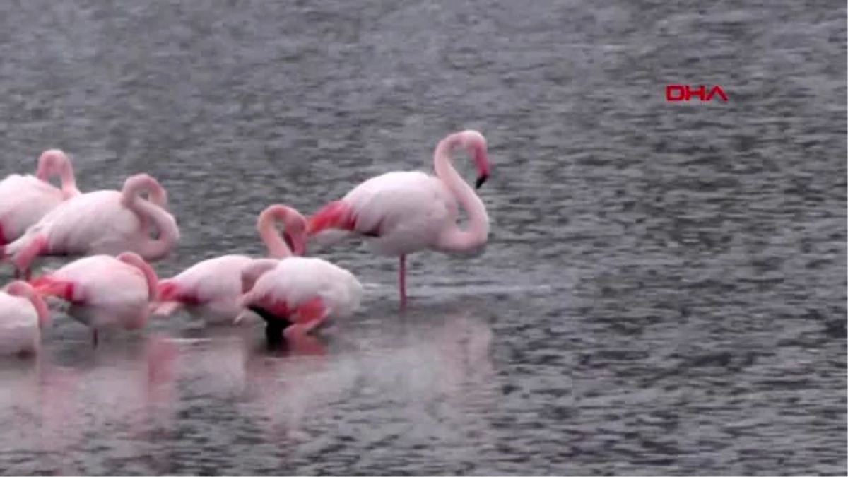 Konya ivriz baraj gölü\'nde 12 flamingo ölü bulundu
