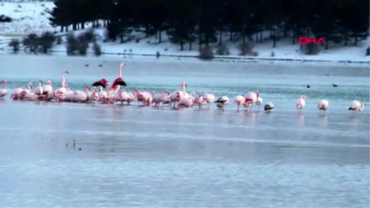 Konya ivriz barajı gölü\'nde 12 flamingo ölü bulundu