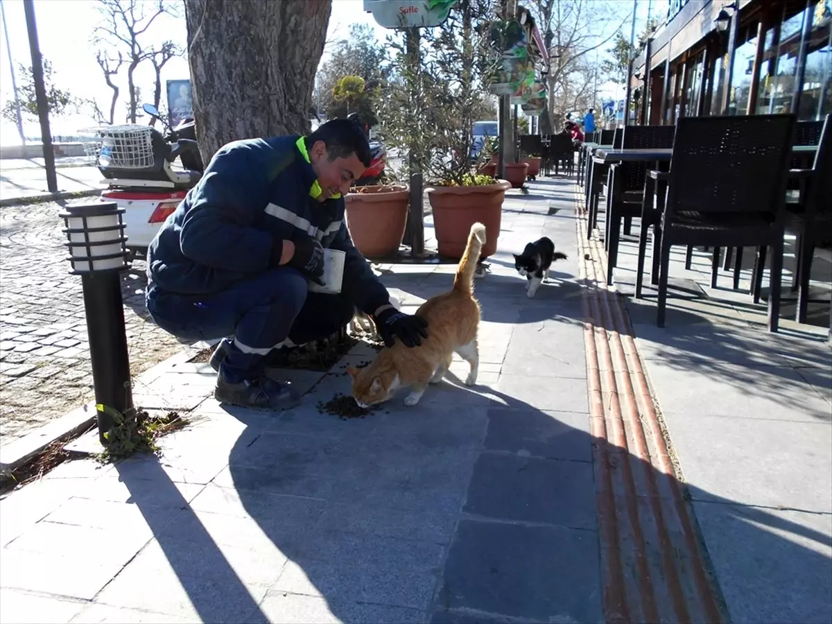 Tekirdağ\'da belediye, sokak hayvanları için 142 noktaya yiyecek bıraktı