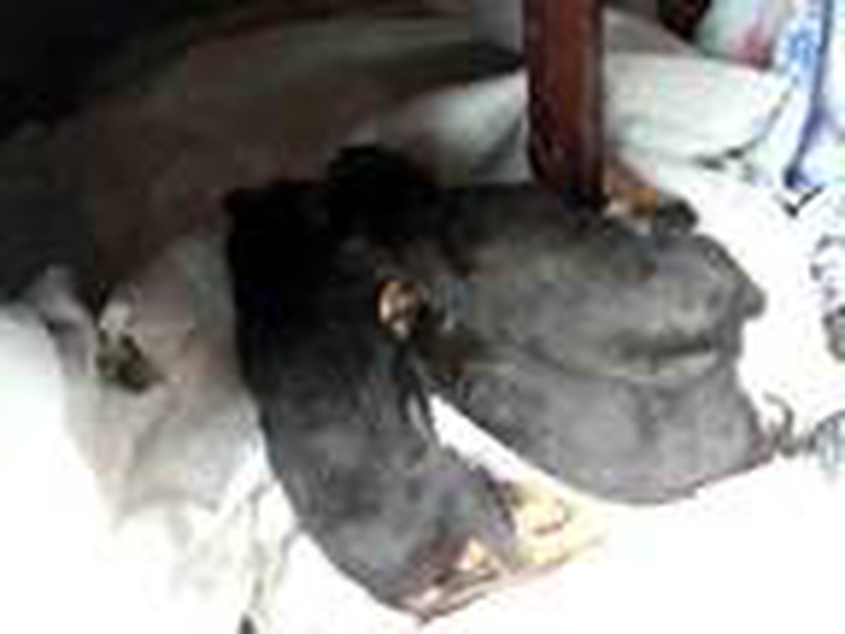 Yavru köpeklerin zehirlenerek öldürüldükleri iddiası
