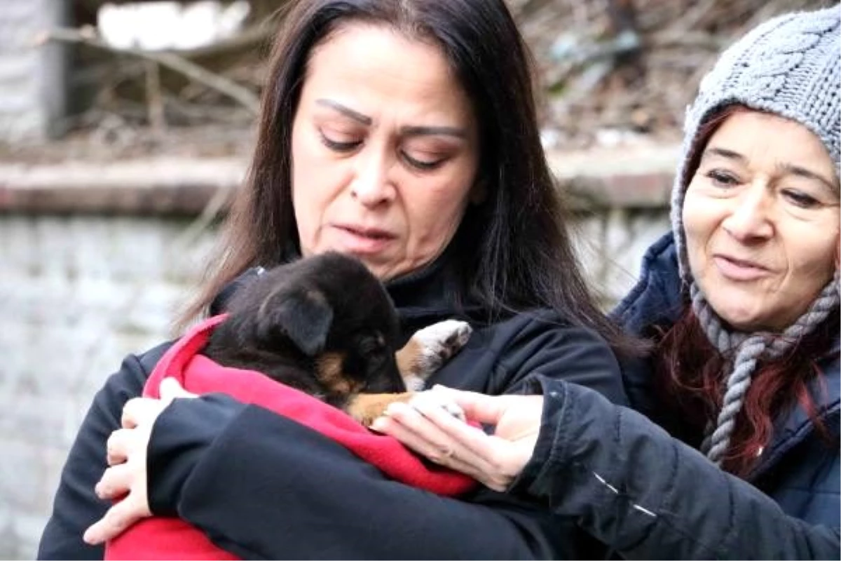 8 yavru köpek zehirlenerek öldürüldü, hayvanseverler kurtulan yavruya sarılıp ağladı