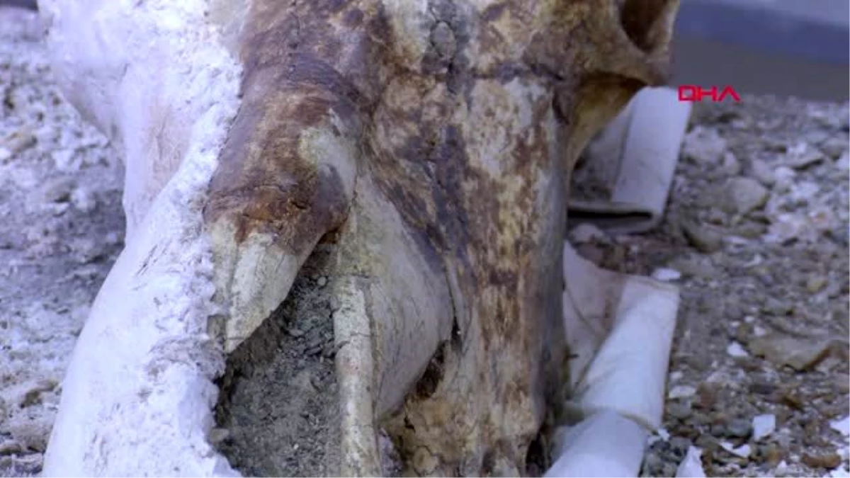 Kayseri kazıda bulunan 7,5 milyon yıllık zürafa kafatası temizleniyor
