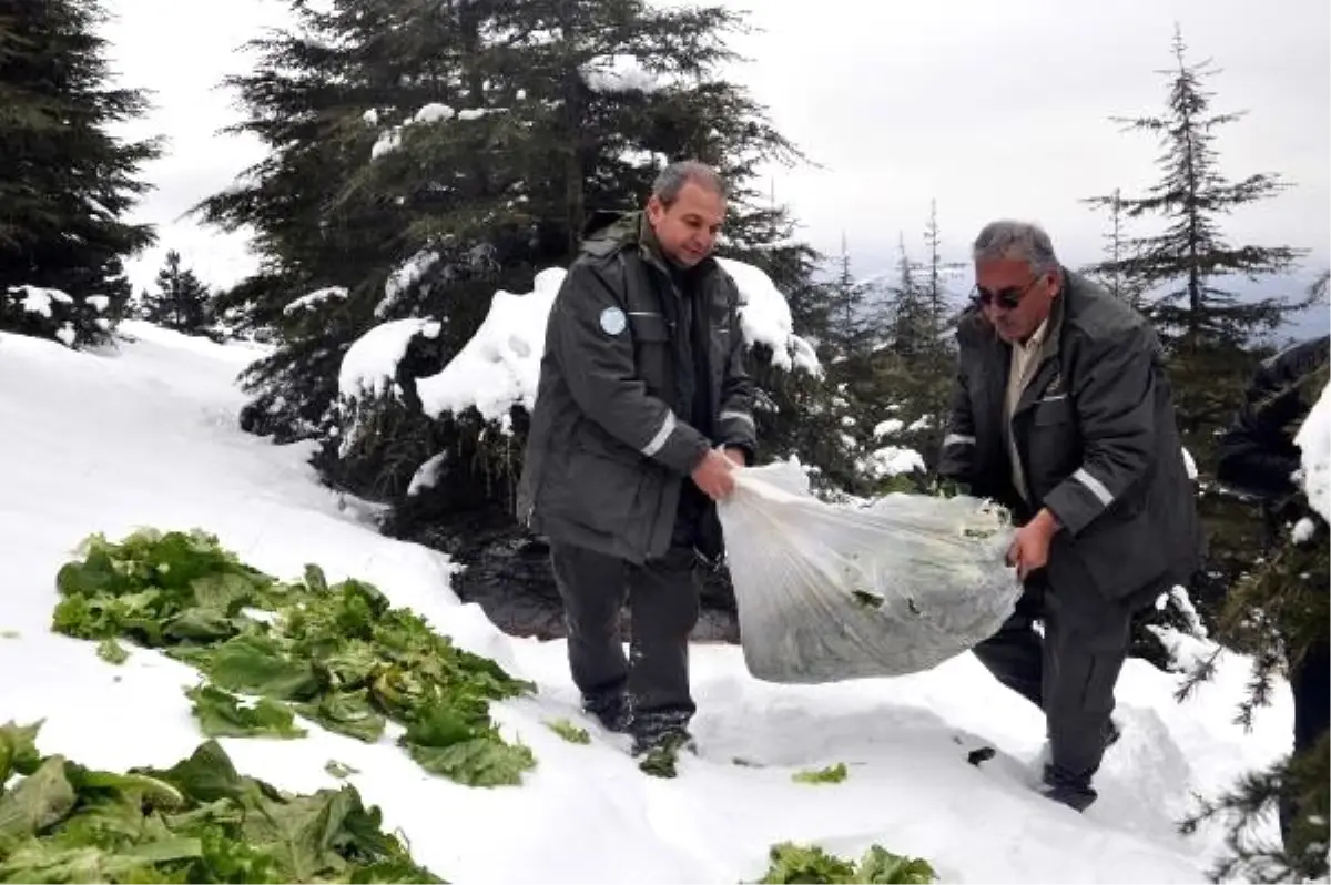 Osmaniye\'de yaban hayvanları için doğaya yem bırakıldı