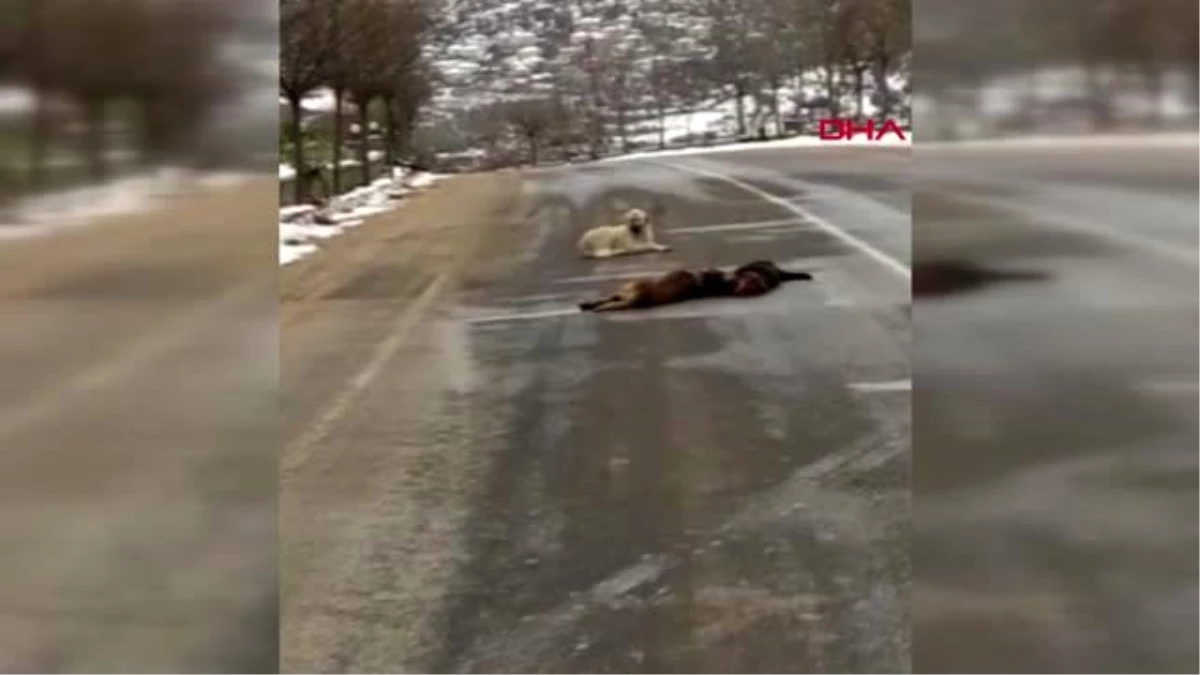 Ankara otomobilin çarpıp telef ettiği köpeğin başından ayrılmadılar