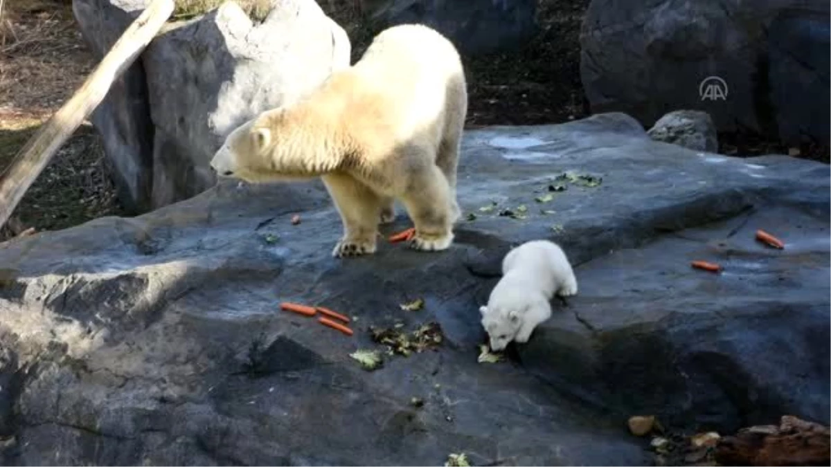 Avusturya\'da yavru kutup ayısı ilk defa görücüye çıktı