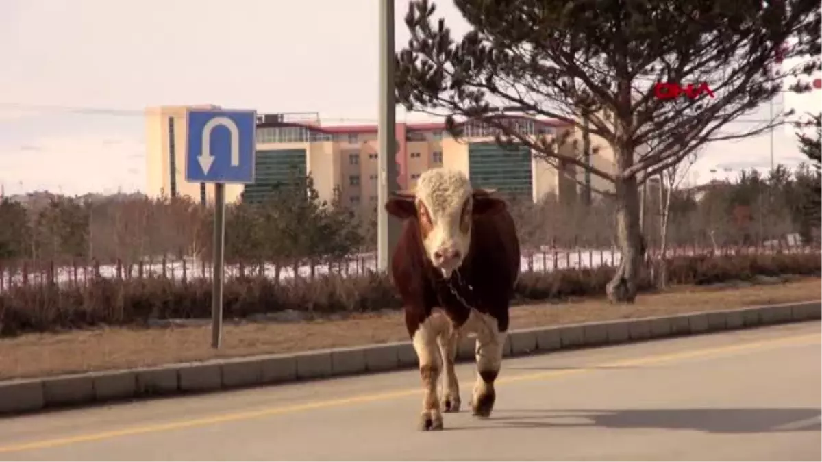 Erzurum kaçan boğa, trafiği altüst etti