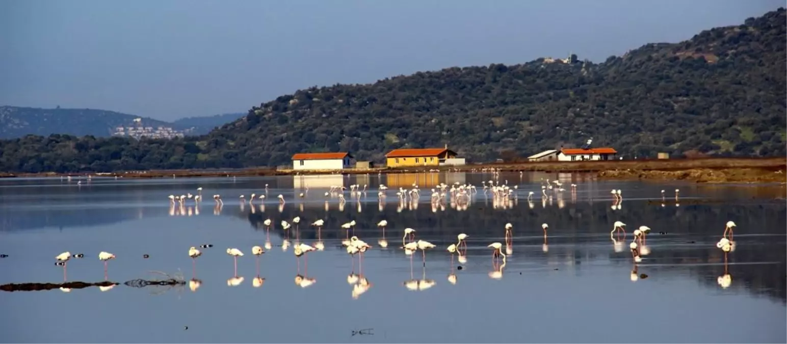 Flamingolar Bodrum\'a akın etti