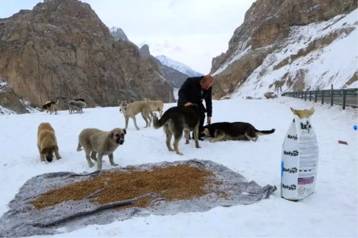 Hakkari\'de sokak hayvanları için 300 kilo mama bırakıldı