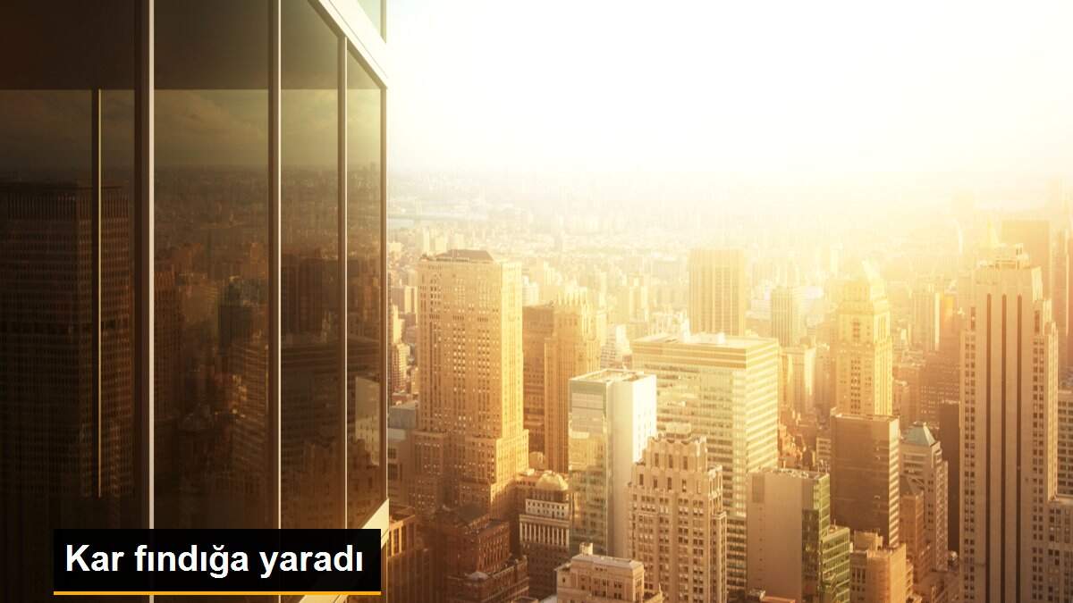 Kar fındığa yaradı