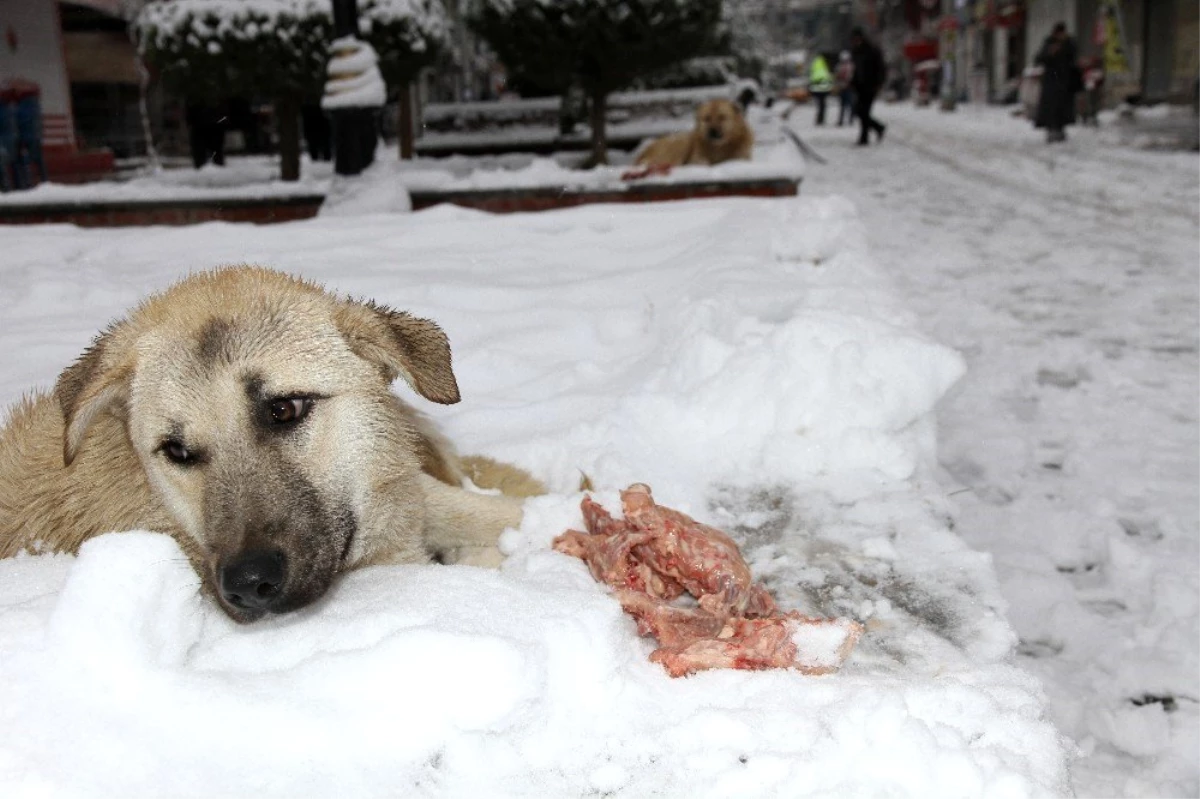 Mardin\'de duyarlı vatandaş sokak köpeklerine et dağıttı