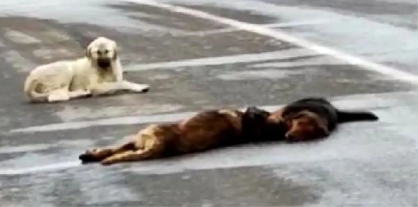Otomobilin çarptığı köpek öldü, diğer 2 köpek başından ayrılmadı