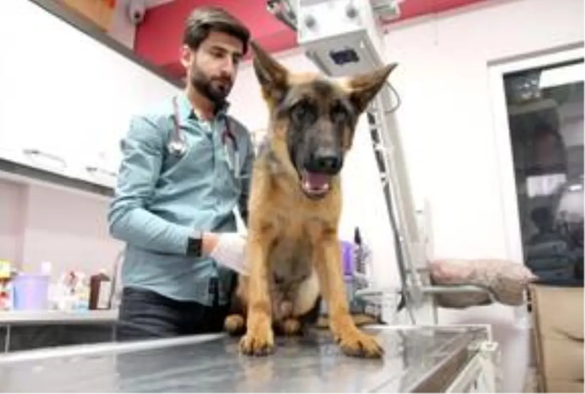 Şiddete maruz kalan yavru köpek İtalya yolcusu