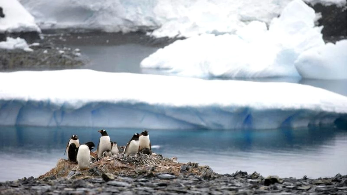 Antarktika\'da sıcaklık ilk kez 20 derecenin üzerine çıkarak rekor kırdı