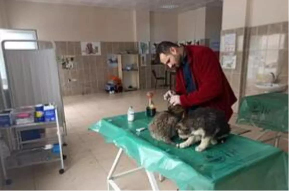 Donmak üzere olan yavru köpeklere belediye sahip çıktı