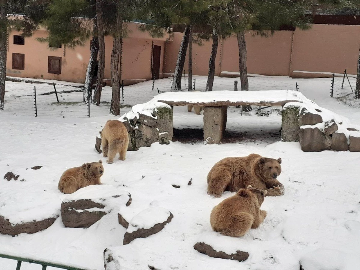 Hayvanat bahçesindeki ayıların kar keyfi