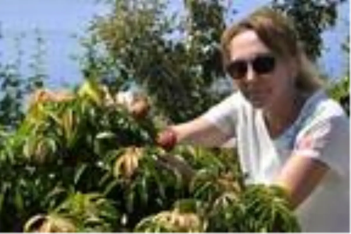 Litchi, longan ve mango \'yerli\' oluyor