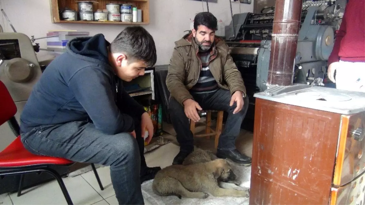 (Özel) Ahlat\'tan soğuk kış gününde yürekleri ısıtan görüntü