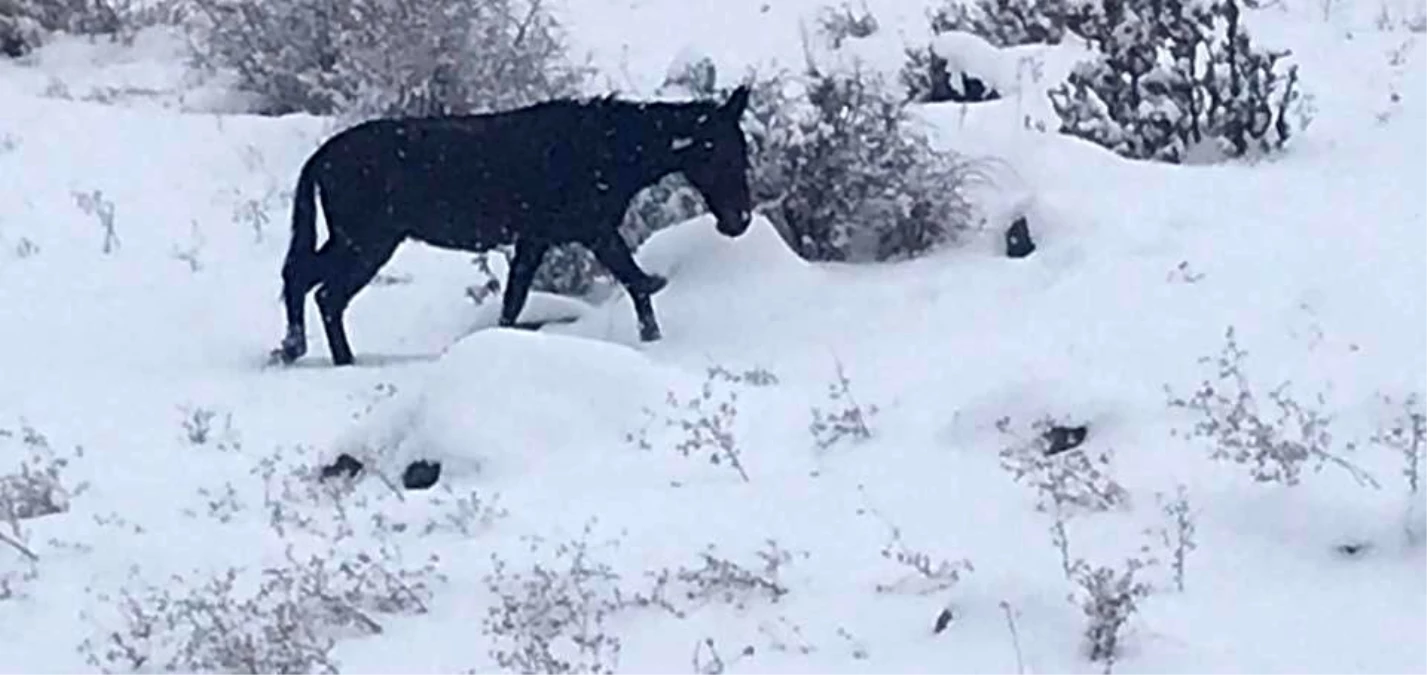 Terk edilen hayvanlar koruma altına alındı