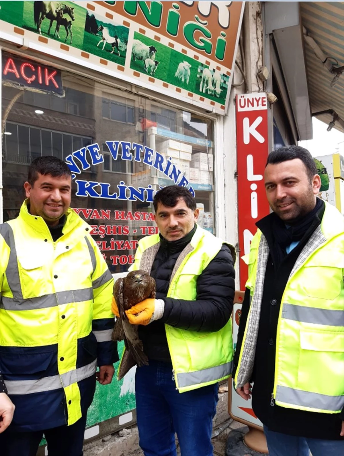 Ünye\'de yaralı halde bulunan şahin tedavi altına alındı