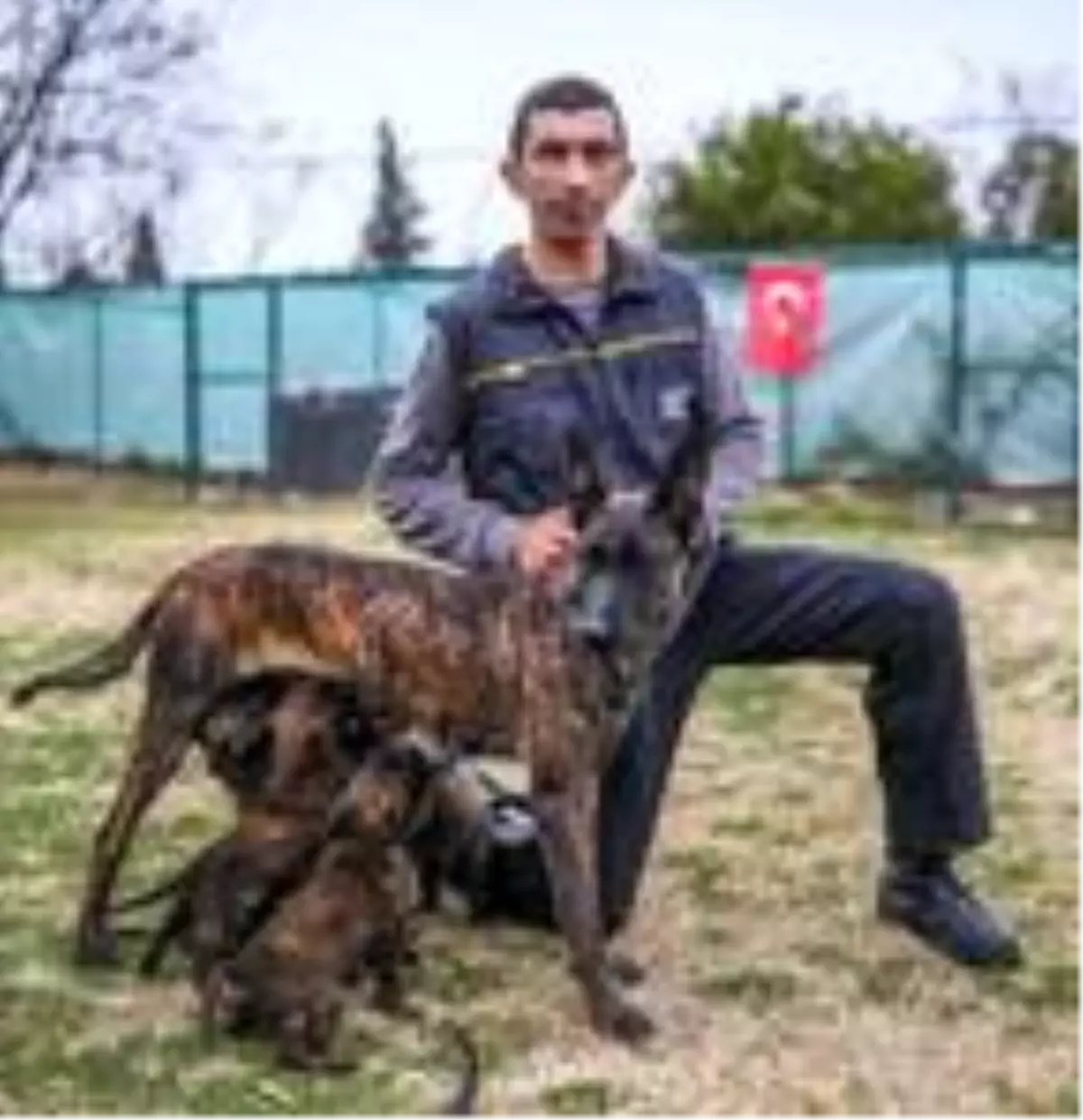 Yavru köpekler operasyon için eğitilecek