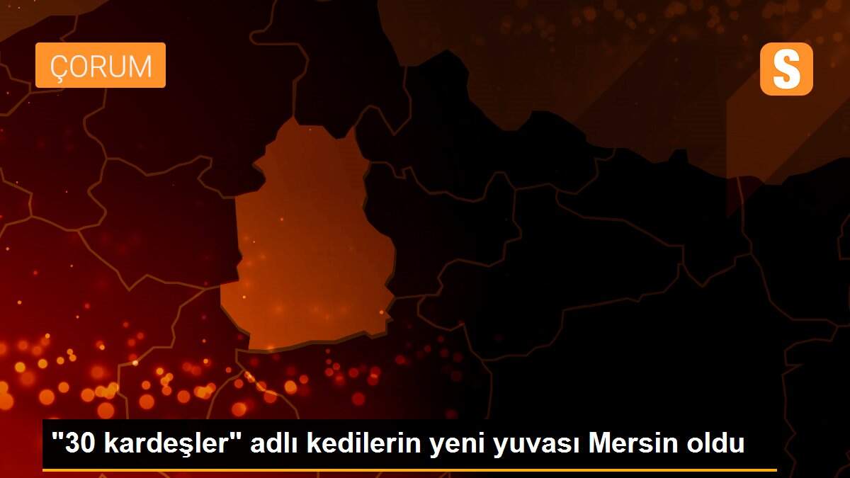 "30 kardeşler" adlı kedilerin yeni yuvası Mersin oldu