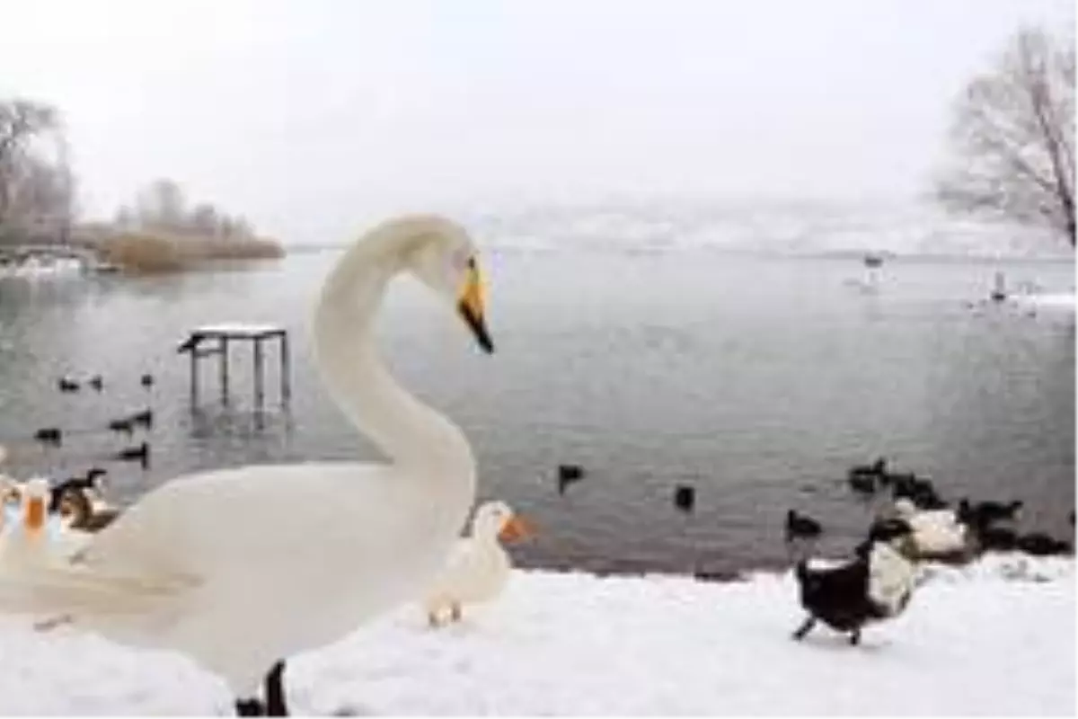 Göldeki hayvanlara yiyecek bırakıldı