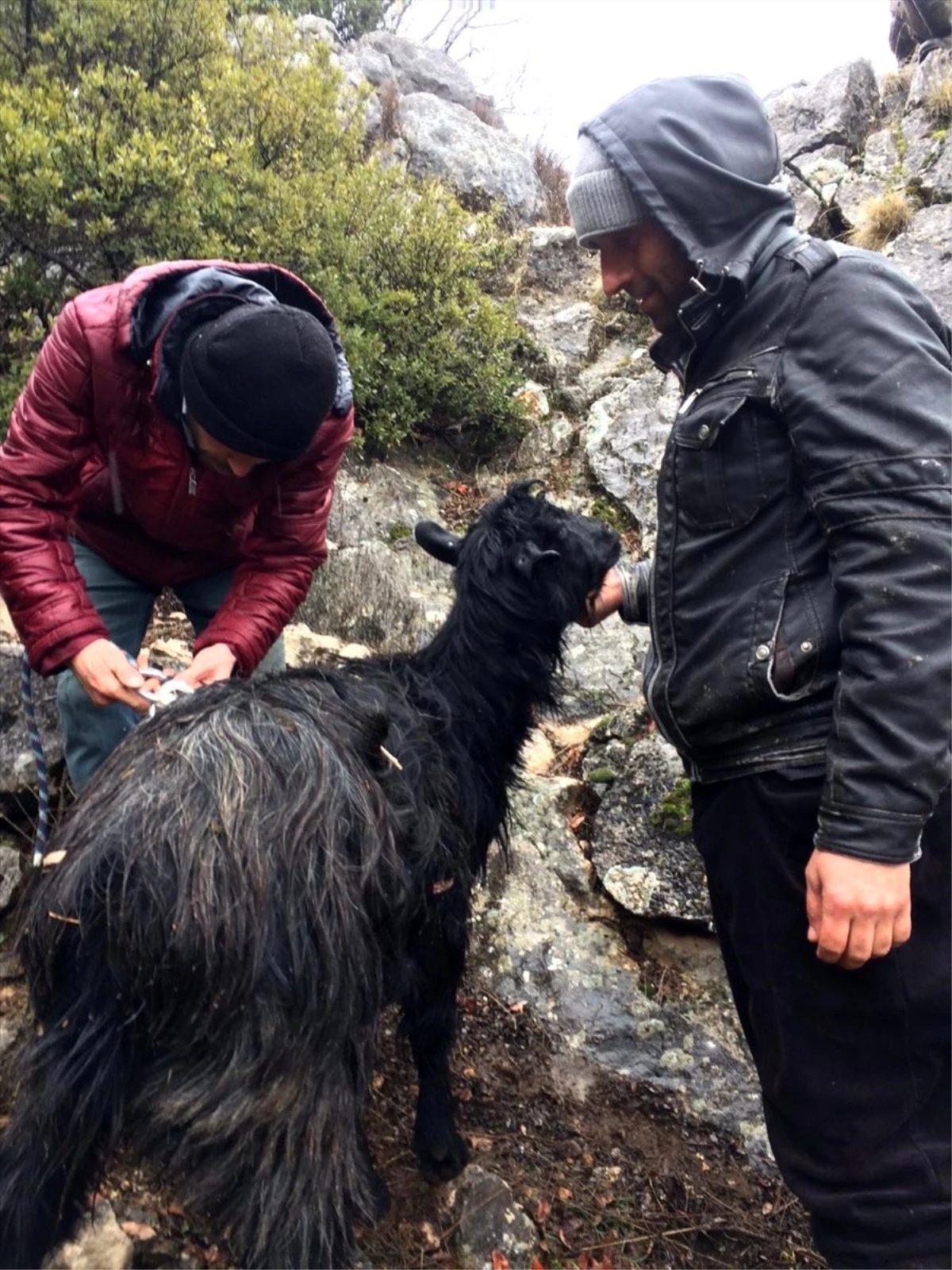 Kayalıklarda mahsur kalan keçiyi AFAD ekipleri kurtardı