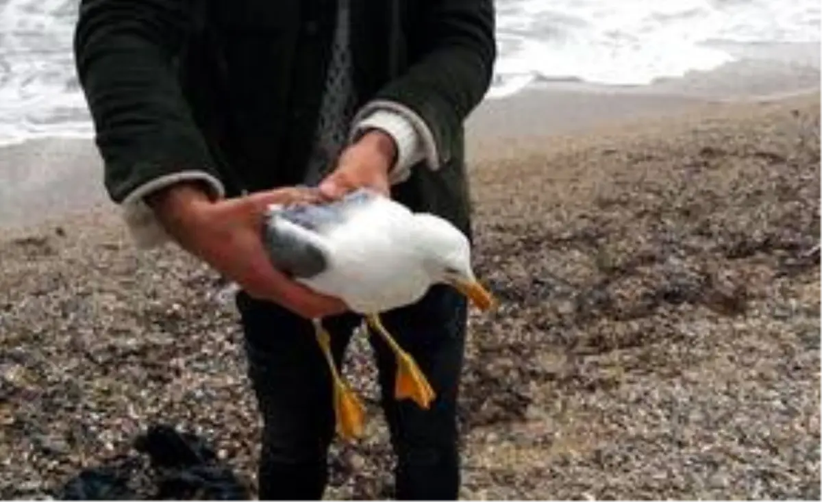 Muğla\'da denizde poşete dolanan martı kurtarıldı