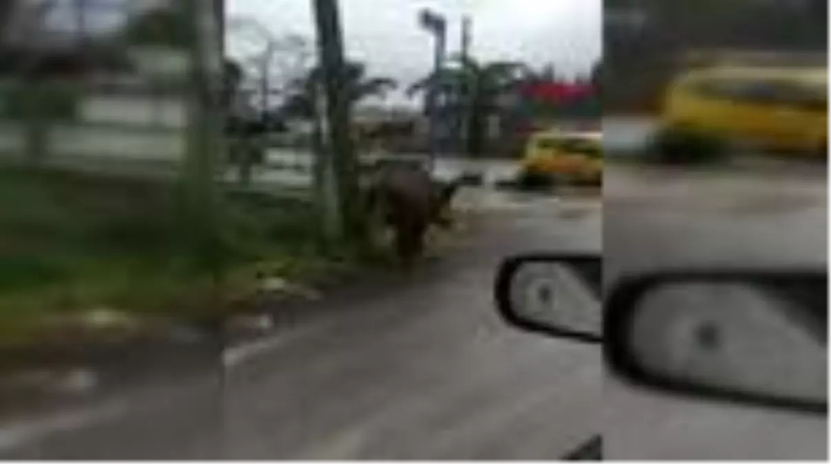 Muğla yaban domuzu trafikte olumsuzluk yarattı