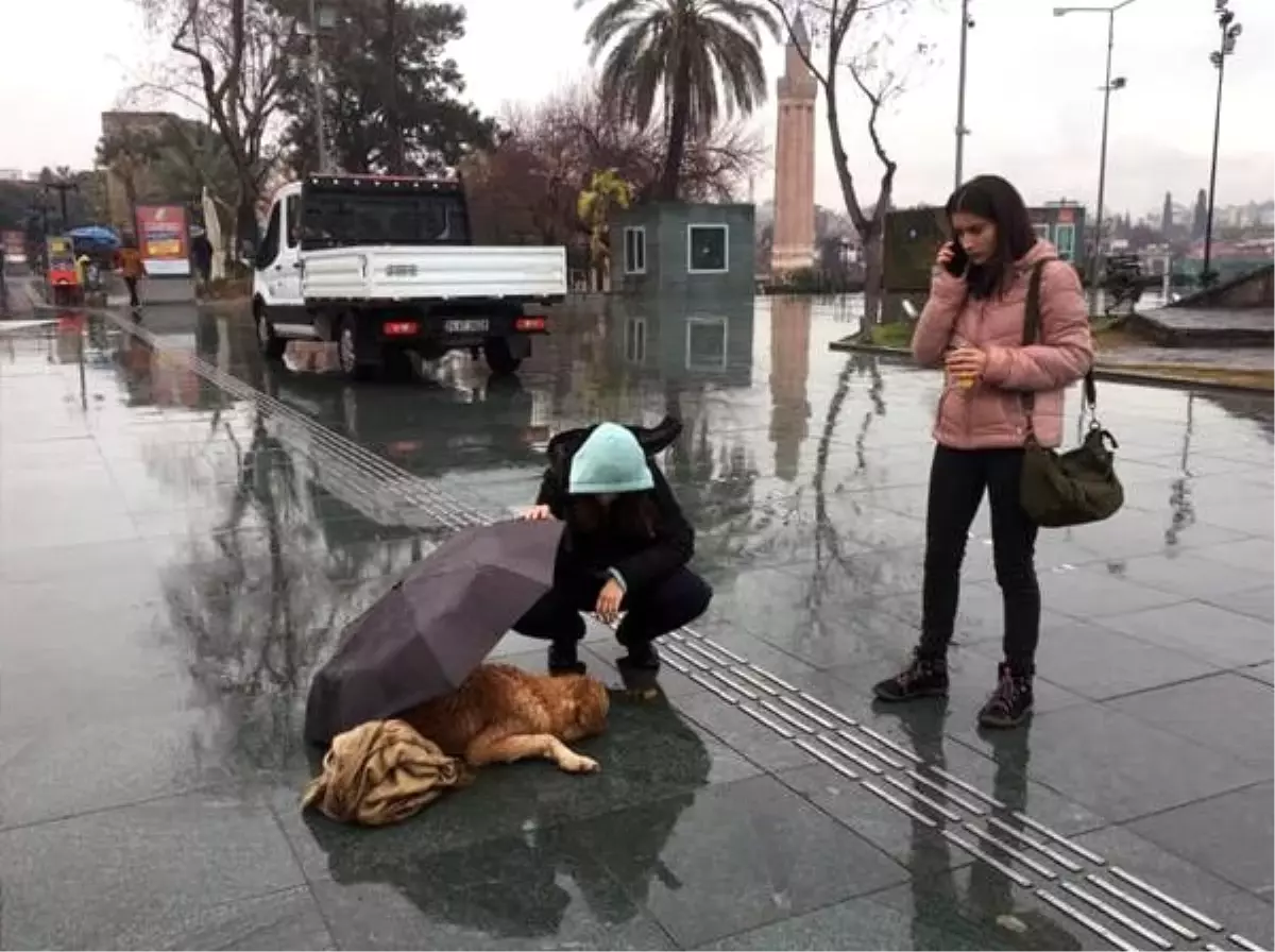 Yağmurda ıslanan köpeğe, şemsiyeli koruma