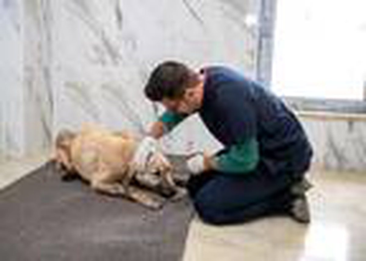 Aracın çarptığı \'Umut\' adı verilen köpek, tedaviye alındı
