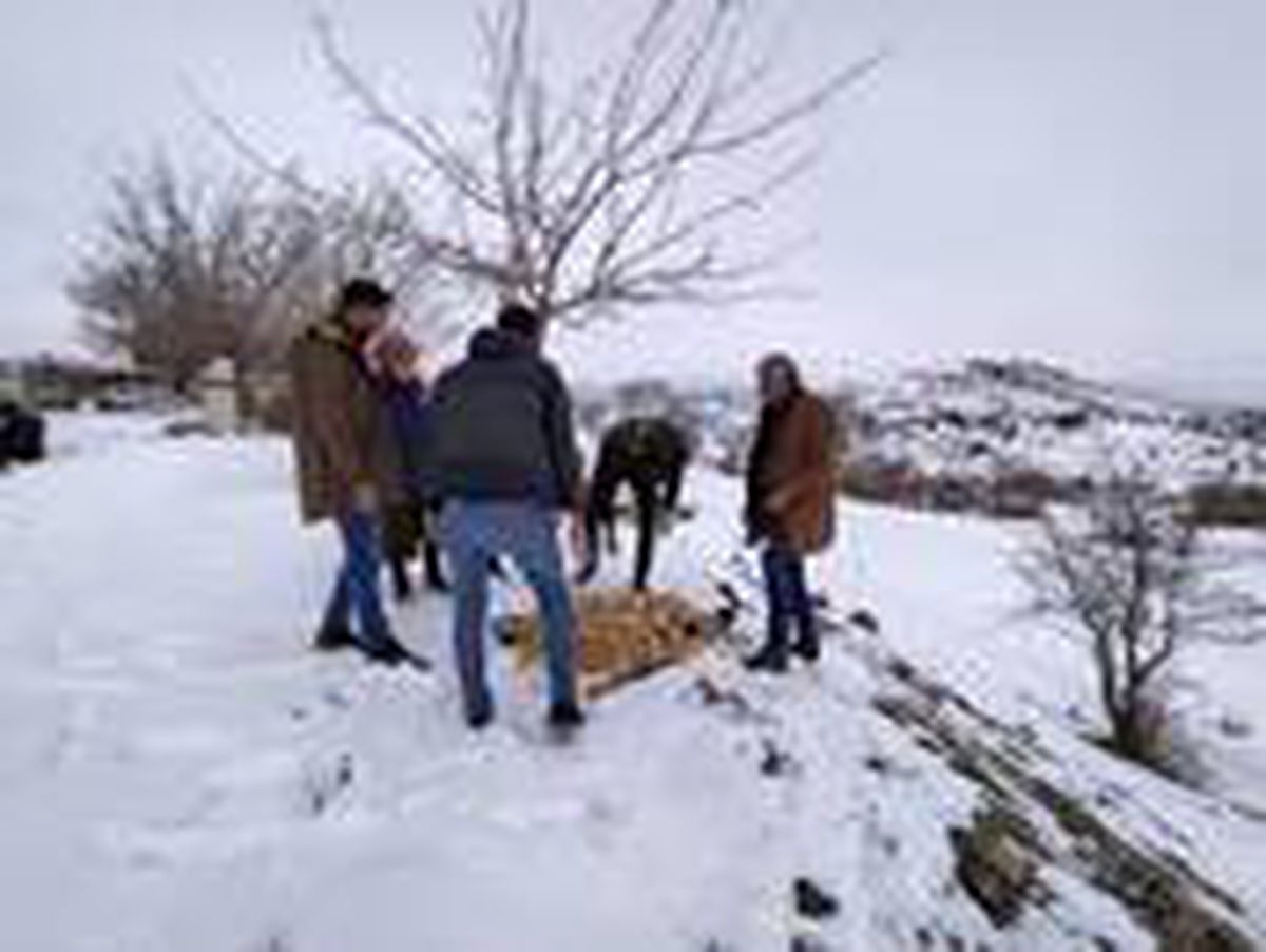Bingöl\'de sokak hayvanları unutulmadı