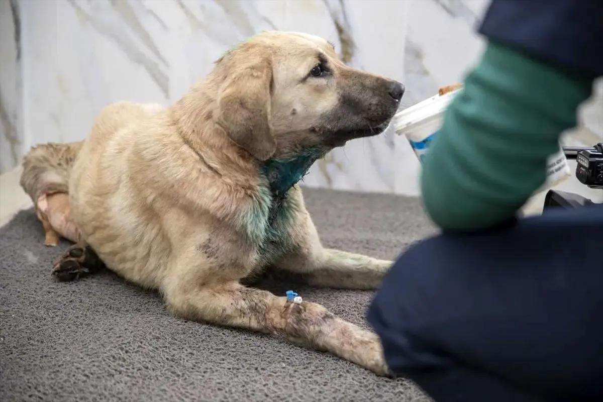 Mersin\'de aracın çarptığı köpek tedaviye alındı