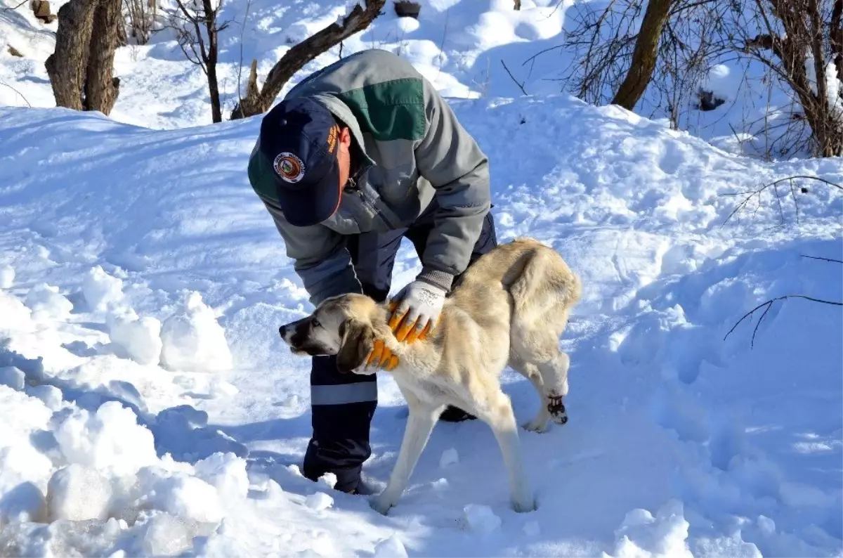 Ayağı kırılan köpeğe belediye sahip çıktı