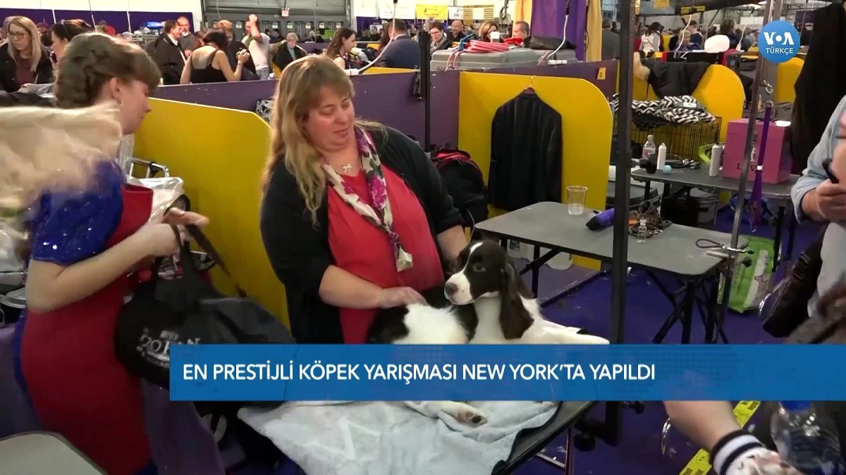 \'En İyi Köpek\' Olmak İçin Yarıştılar