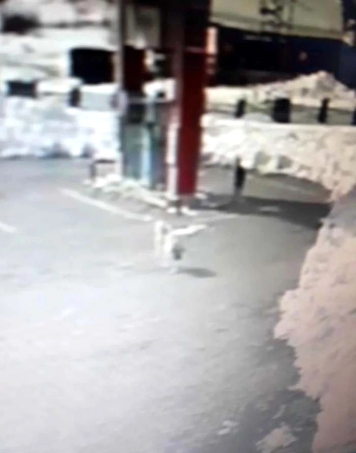 Kastamonu\'da şehre inen kurtlar, benzinlikteki köpeği parçaladı