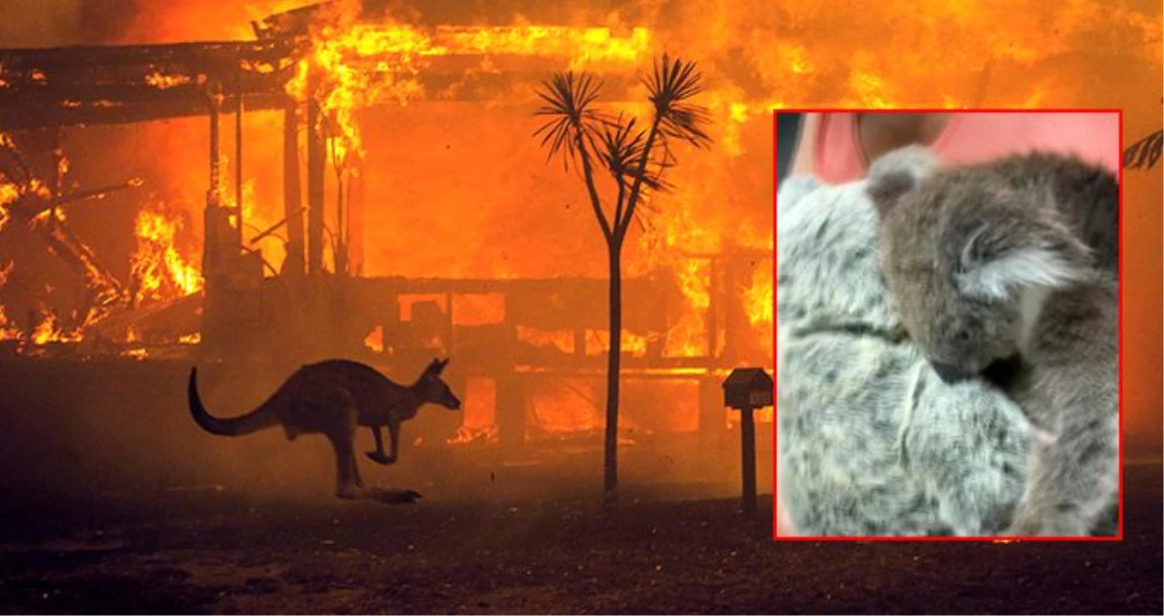 Orman yangınında annesi ölen koala, oyuncak ayıyı annesi zannetti