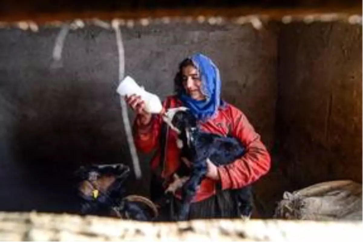 Baharın müjdecisi oğlak ve kuzulara özel bakım