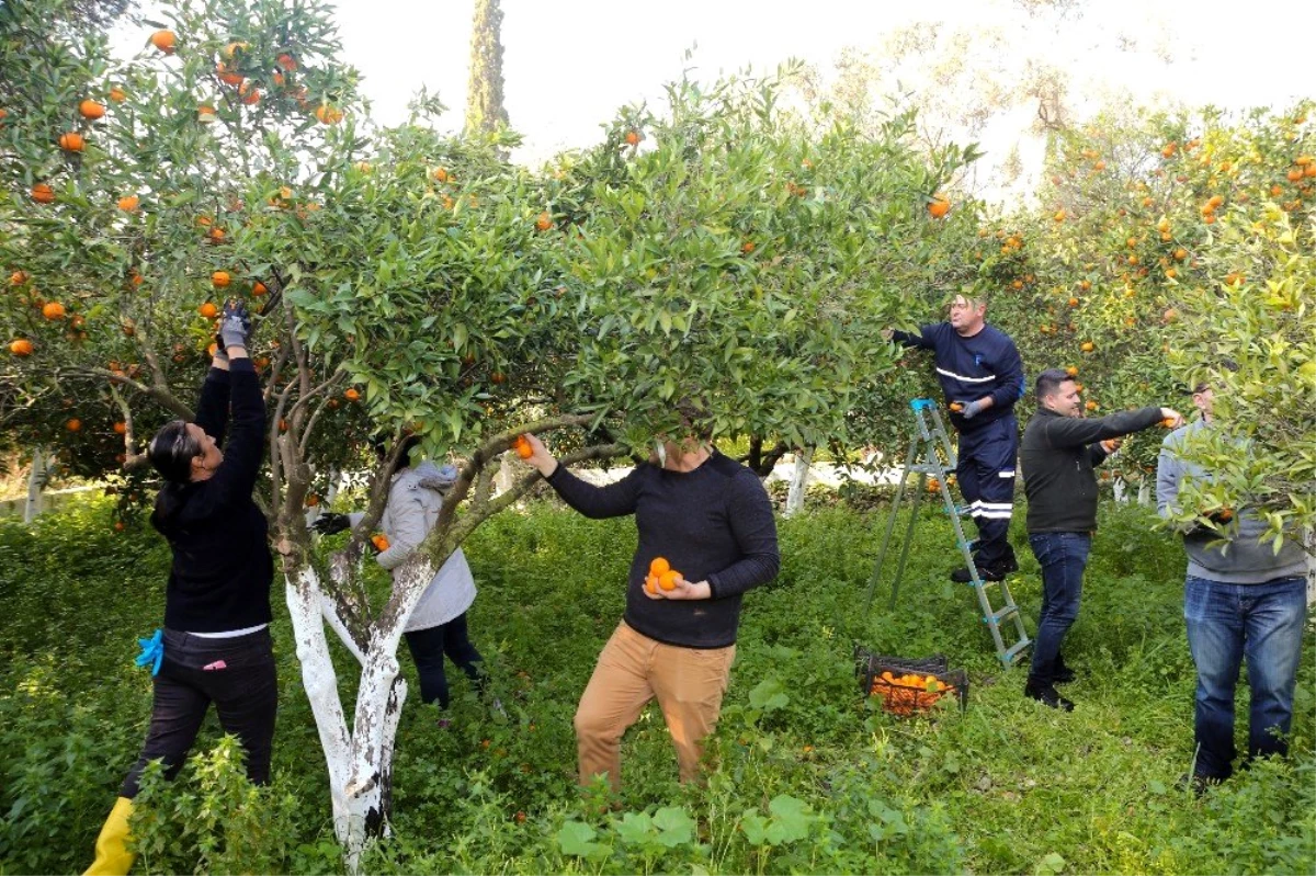 Belediyenin mandalinaları kurutulmuş olarak geri gelecek